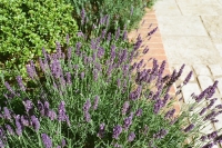 Zo overleeft je tuin ook de droogste zomer