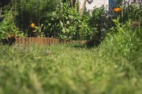 Zo wordt je tuin tegelijk mooi en eetbaar