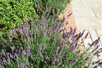 Zo overleeft je tuin ook de droogste zomer