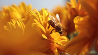 Zo trek je veel meer bijen dan met een insectenhotel