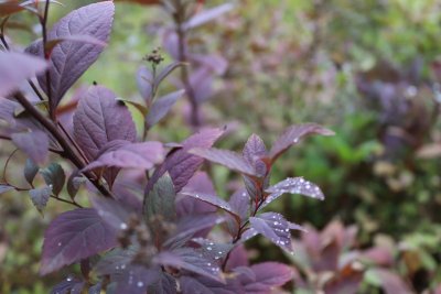 Deze donkere planten stelen de show in je tuin