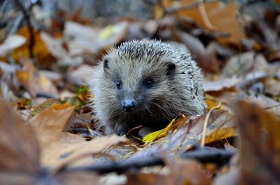 Bladeren opruimen is de grootste fout in je herfsttuin